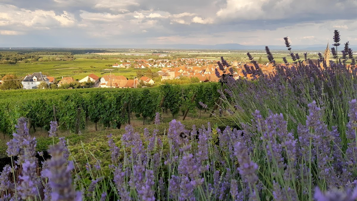 Ehpad de Dambach-la-ville - Photo 2 sur 5 - Intérieur et espaces communs