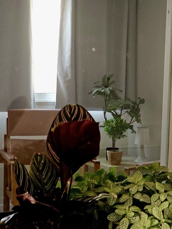 EHPAD La Farigoule - Photo 5 sur 5 - Environnement et extérieurs