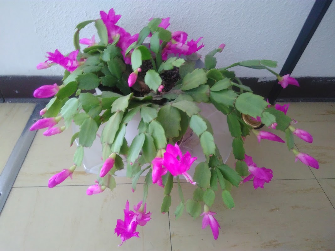 Foyer-Logement de Tujac Brive - Photo 3 sur 3 - Chambres et hébergement