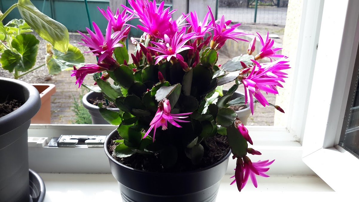 Maison de retraite Jules Scheurer - Photo 5 sur 5 - Environnement et extérieurs