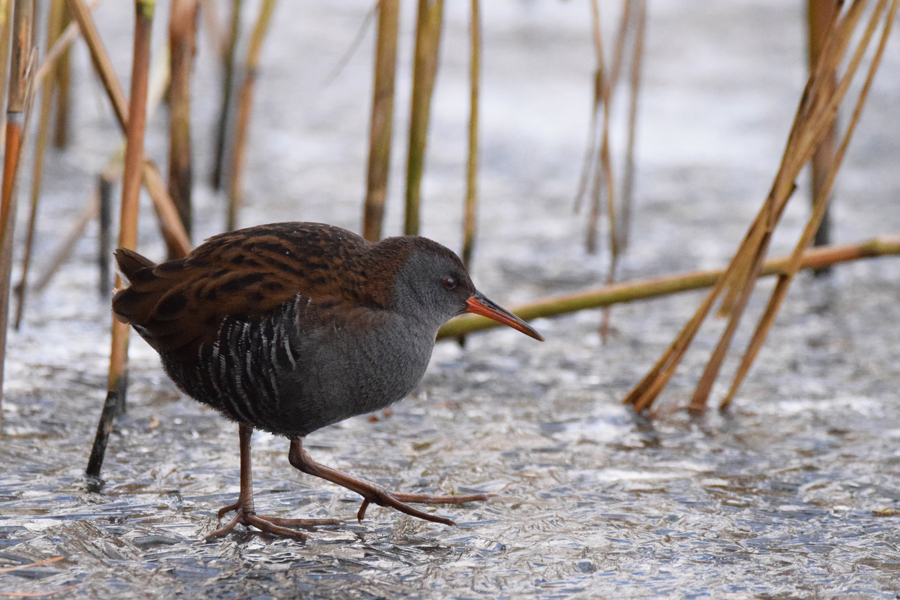Photo de EHPAD Kerlaouena, EHPAD à LE RELECQ KERHUON