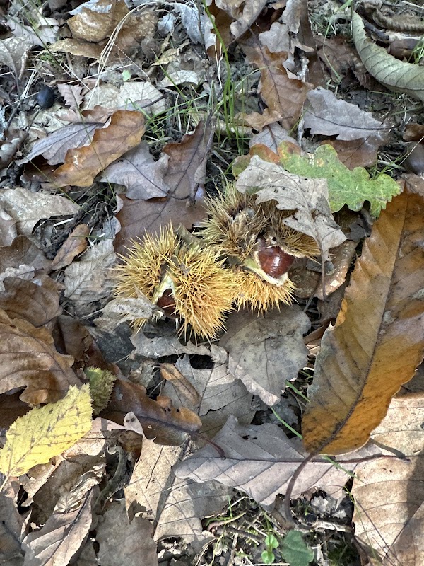 USLD la Châtaigneraie