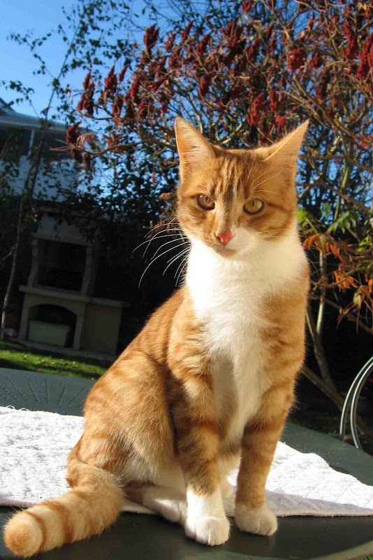 EHPAD La Forêt d'Escoublac - Photo 2 sur 3 - Intérieur et espaces communs