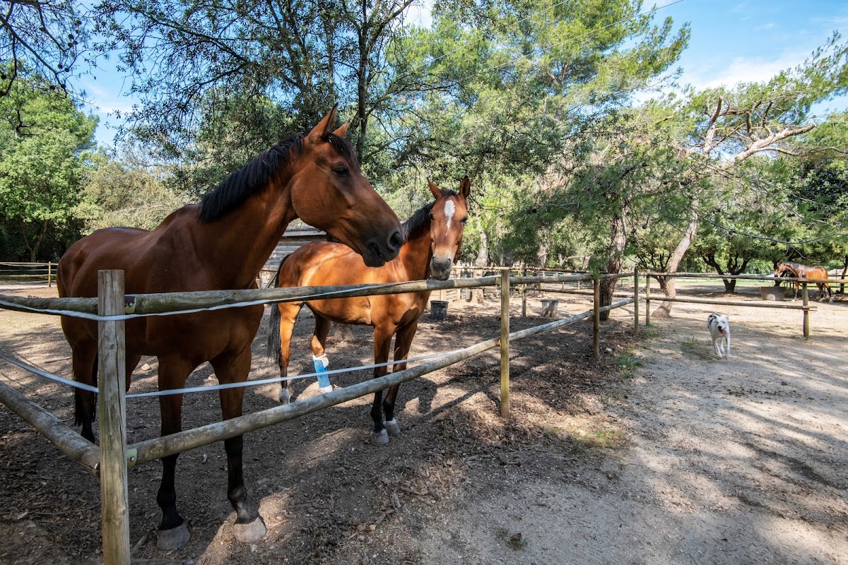 EHPAD La Bosque d'Antonelle - Photo 5 sur 5 - Environnement et extérieurs