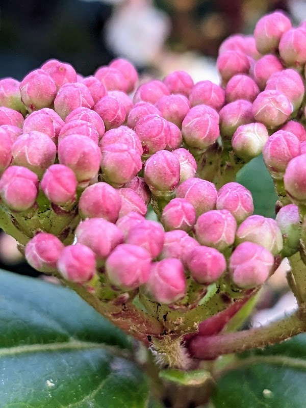 Photo de Résidence autonomie Les tulipes, Résidence autonomie à PESSAC