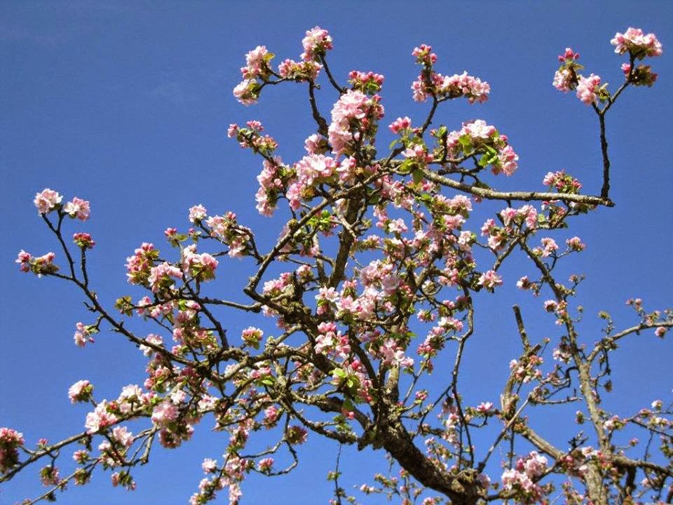 Photo de MR "LES OBLATES DE SAINTE THÉRÈSE", EHPAD à ROCQUES