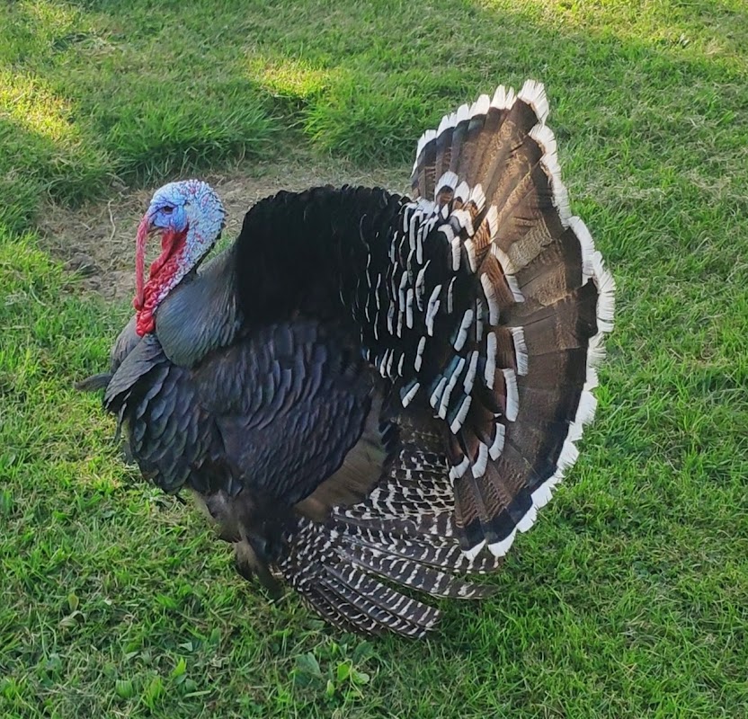 MARPA de Replonge - Photo 4 sur 5 - Espaces de vie