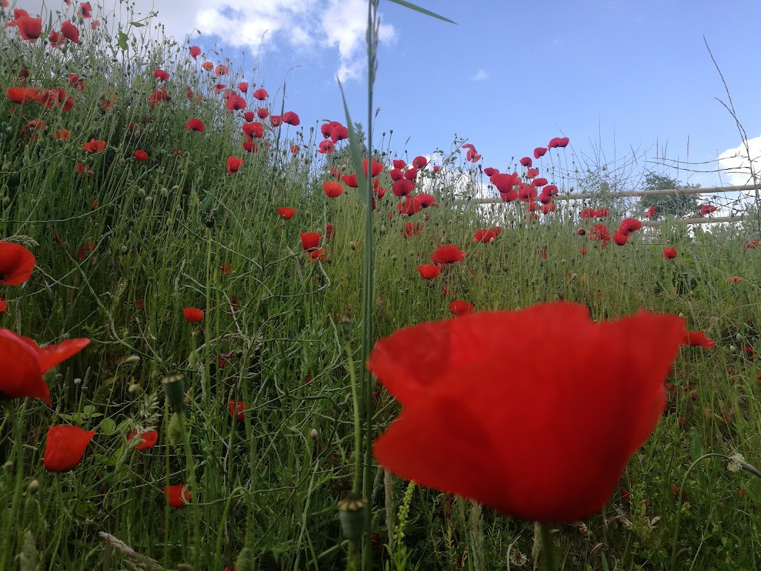 EHPAD La Résidence L'Épinette - Photo 5 sur 5 - Environnement et extérieurs