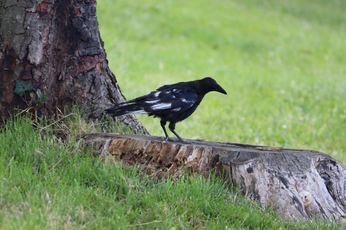 Résidence de la Pie