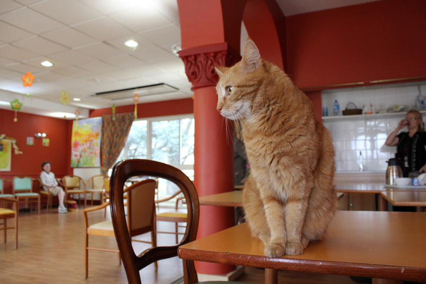 EHPAD Villa Baucis - Photo 5 sur 5 - Environnement et extérieurs