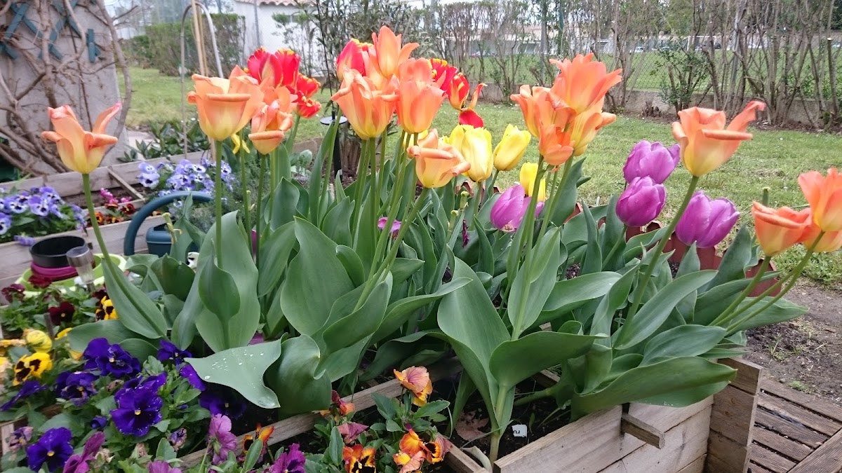 Résidence autonomie Fanfonne Guillerme - Photo 5 sur 5 - Environnement et extérieurs