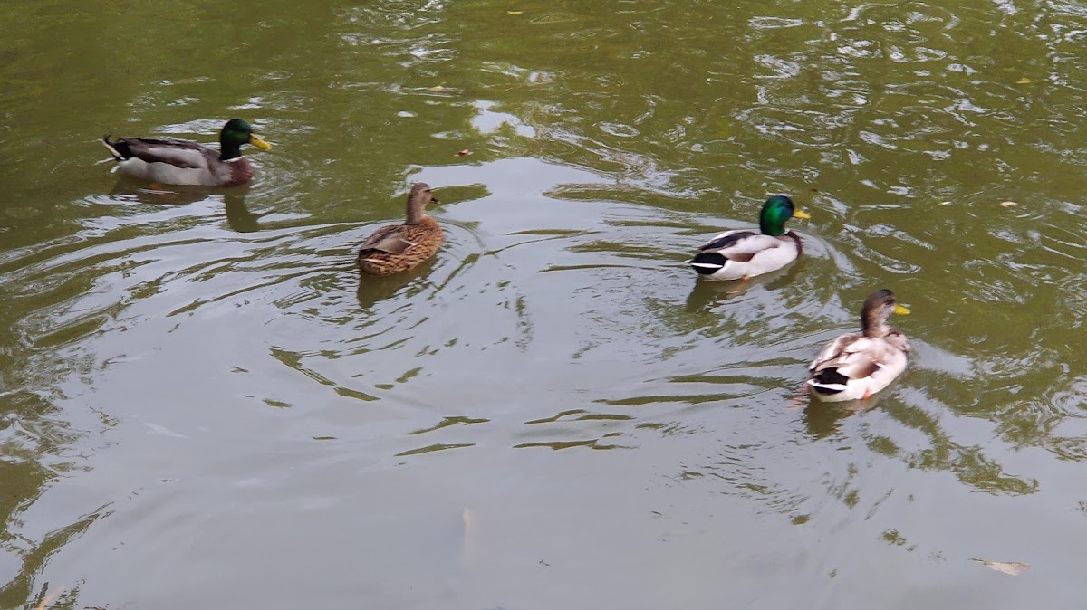 Foyer-Résidence les Rives de l'Indre - Photo 4 sur 5 - Espaces de vie