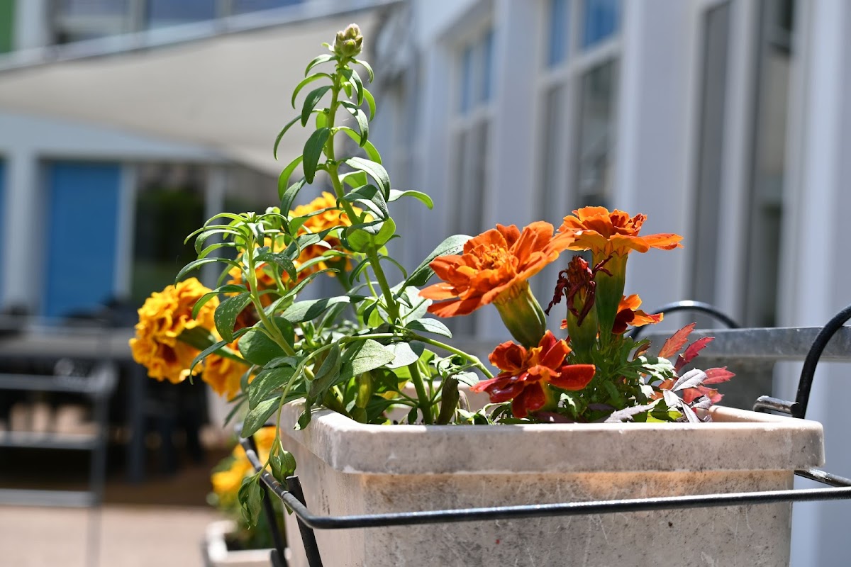 Residence Mutualiste Marie Lagrevol - Photo 4 sur 5 - Espaces de vie