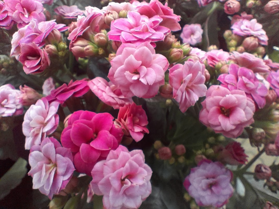 EHPAD Les Jardins Saint-Jacques