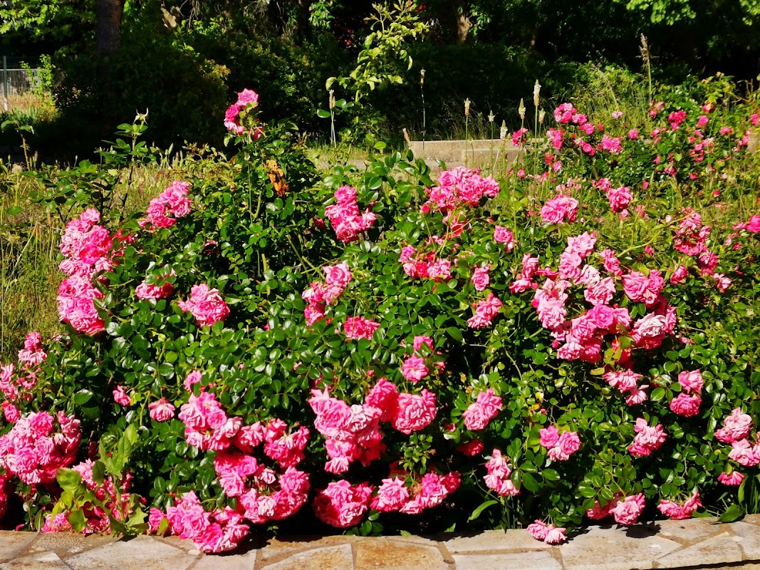 EHPAD Centre Roseraie Sainte-Odile - Photo 5 sur 5 - Environnement et extérieurs