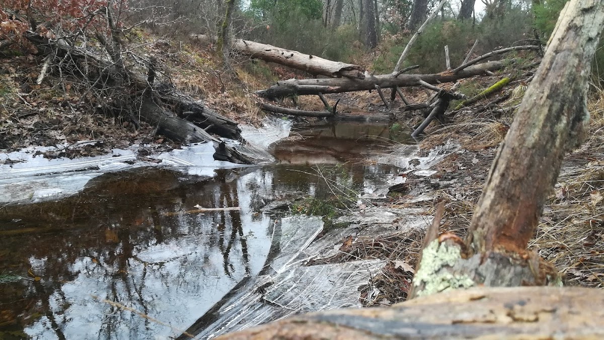 Résidence autonomie Les Sylves - Photo 2 sur 3 - Intérieur et espaces communs