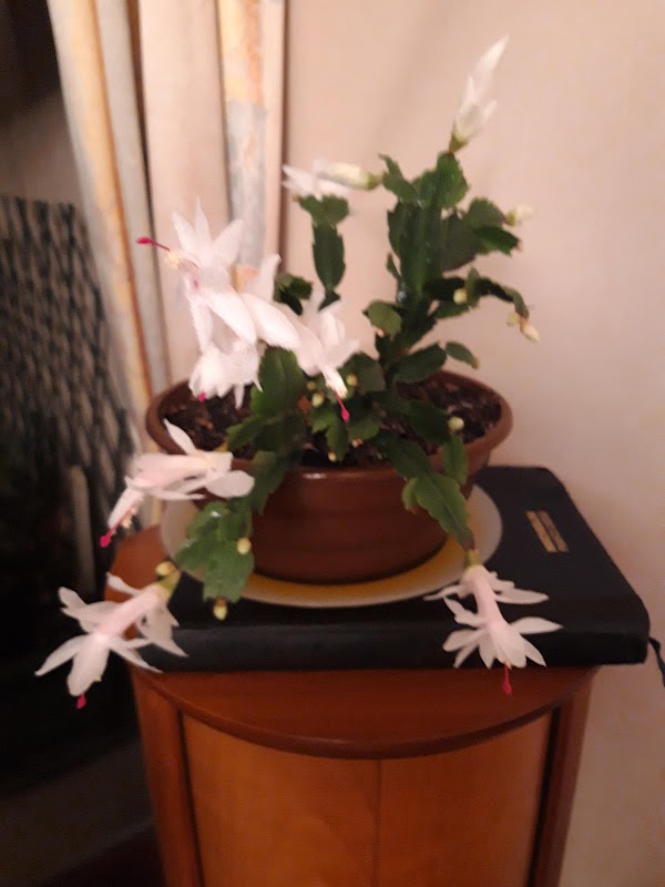 Foyer-Logement Les glycines - Photo 3 sur 5 - Chambres et hébergement