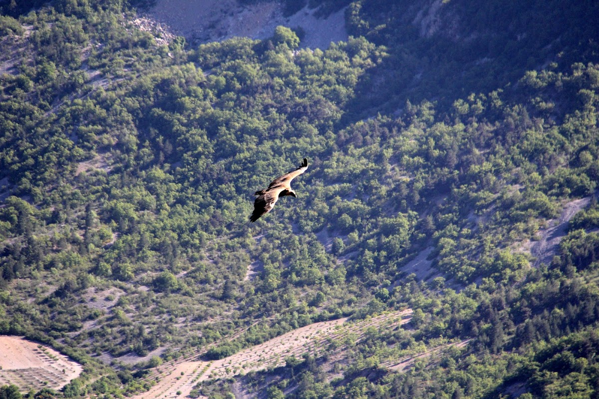 MARPA Les Baronnies - Photo 5 sur 5 - Environnement et extérieurs