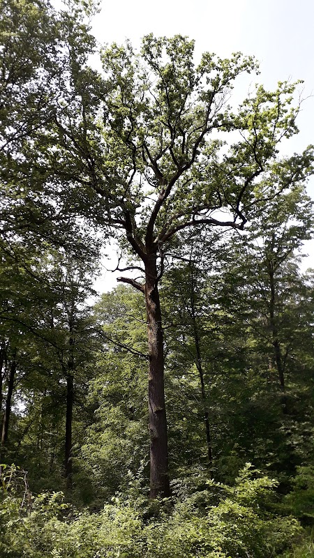 EHPAD de Châtel-sur-Moselle - Photo 4 sur 5 - Espaces de vie