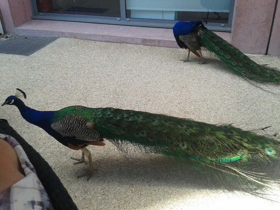 EHPAD Château la Fontaine aux Cossons - Photo 5 sur 5 - Environnement et extérieurs