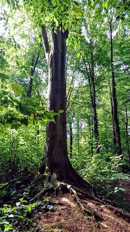 EHPAD Domart-en-Ponthieu - Photo 4 sur 4 - Espaces de vie