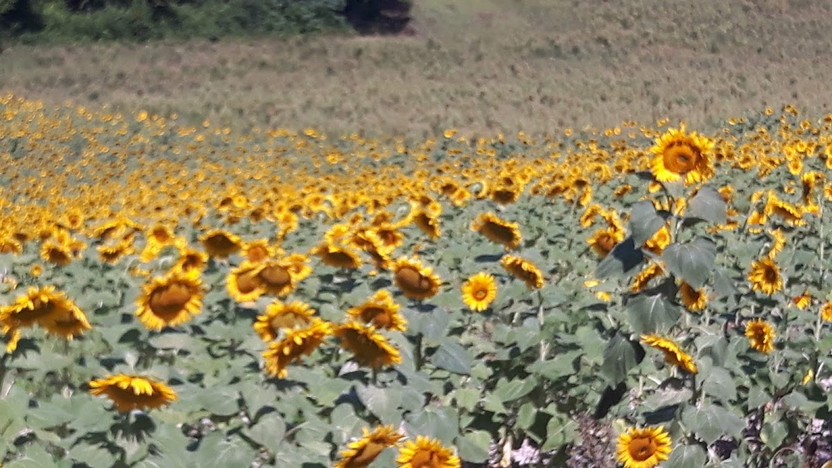 Photo de EHPAD Les Orchidées, EHPAD à ST LAURENT DE BELZAGOT